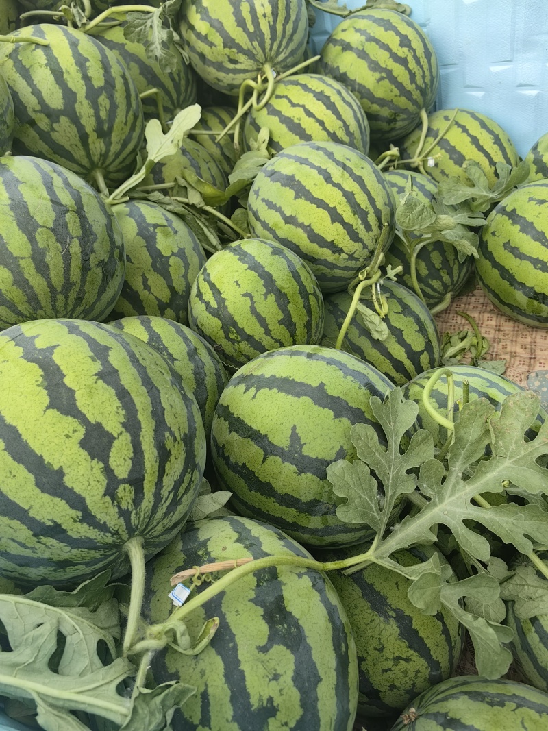 夏邑【精品】美都西瓜产地直供专业代办包熟包甜
