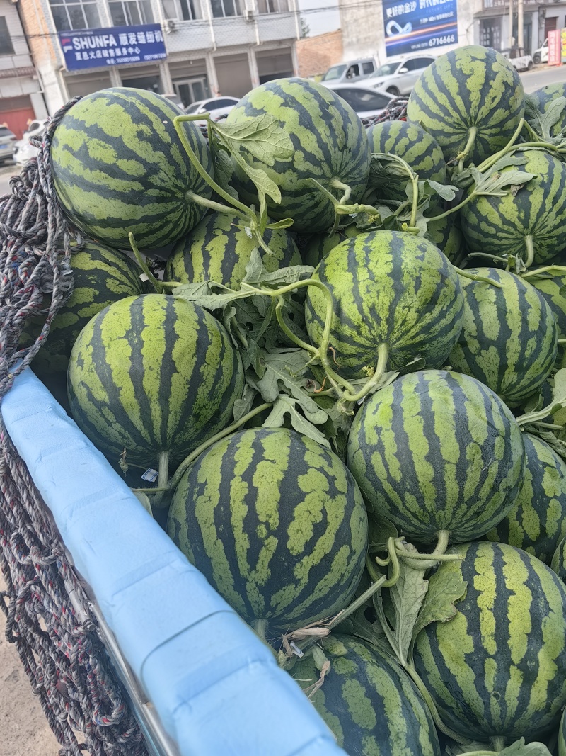 夏邑【精品】美都西瓜产地直供专业代办包熟包甜