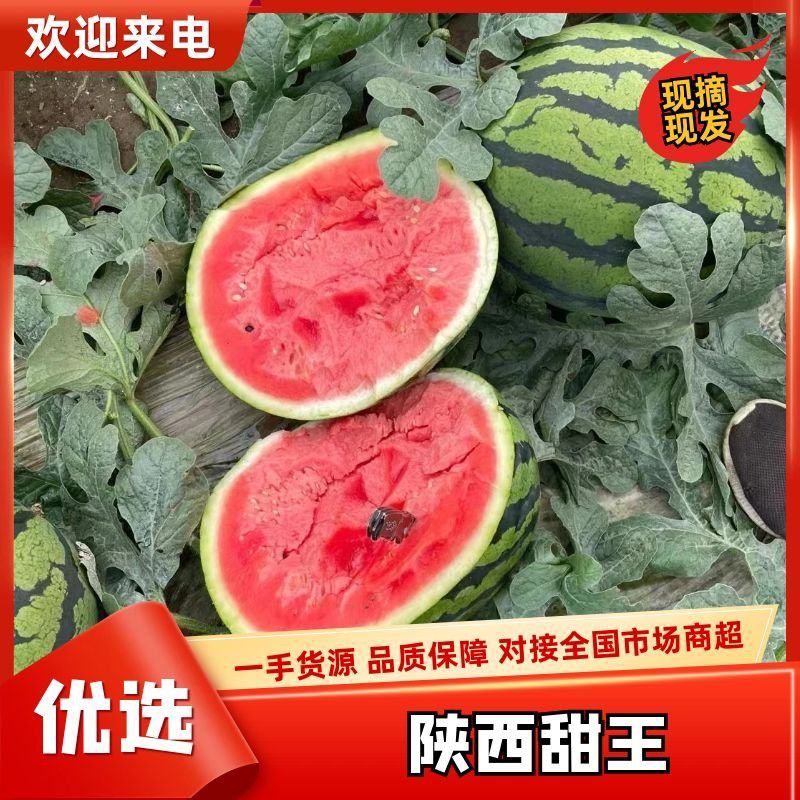 [甜王西瓜批发]陕西渭南蒲城县西瓜 0.26元/斤【精品甜王西瓜 _ 一亩田