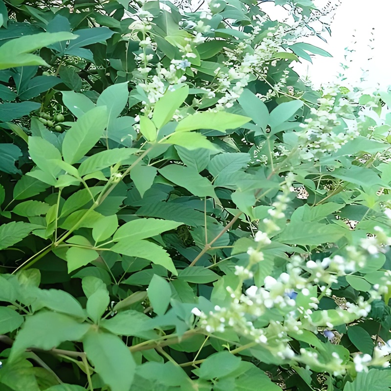 沂蒙山野生黄荆子