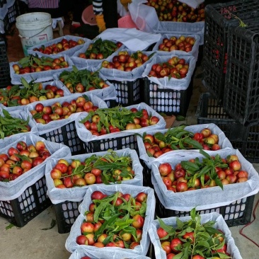 湖北油桃曙光油桃黄肉甜油桃大量有货价格美丽