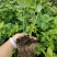 L25组培花香蓝莓苗当年苗成活率高提供技术支持