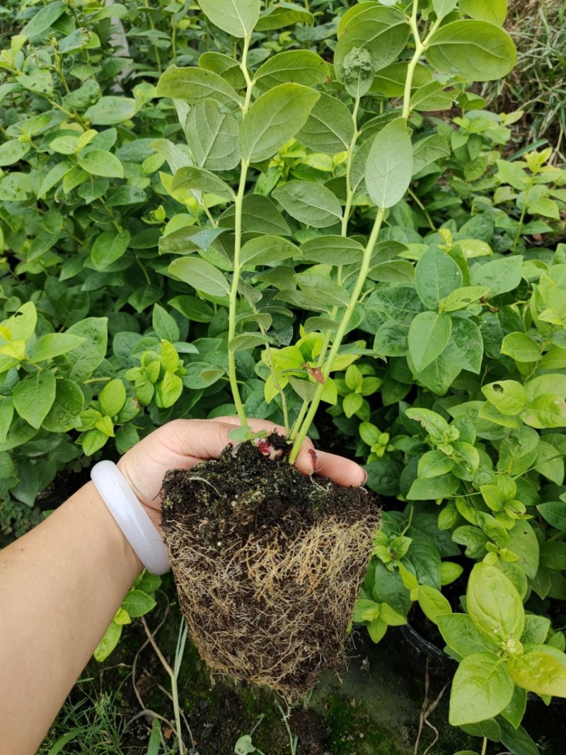 L25组培花香蓝莓苗当年苗成活率高提供技术支持