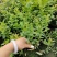 L25组培花香蓝莓苗当年苗成活率高提供技术支持