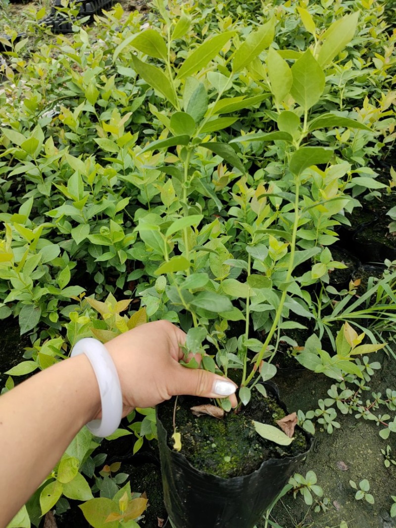 L25组培花香蓝莓苗当年苗成活率高提供技术支持