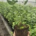 L25组培花香蓝莓苗当年苗成活率高提供技术支持