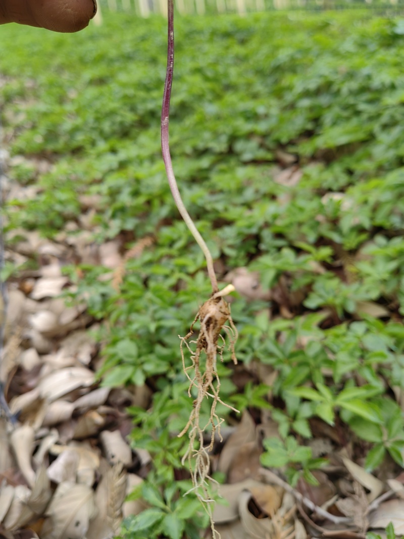 云南竹节参种苗原产地直发，量大从优，保质保量