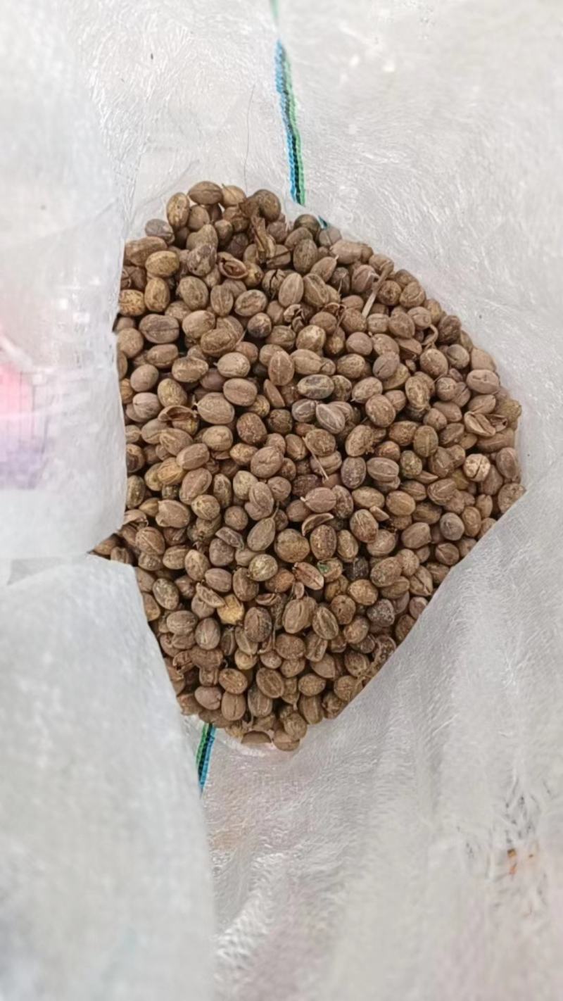 巴豆