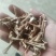 春砂仁根干货，无硫，产地直发，品质保证，欢迎电商合作洽谈