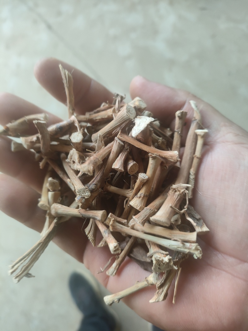 春砂仁根干货，无硫，产地直发，品质保证，欢迎电商合作洽谈