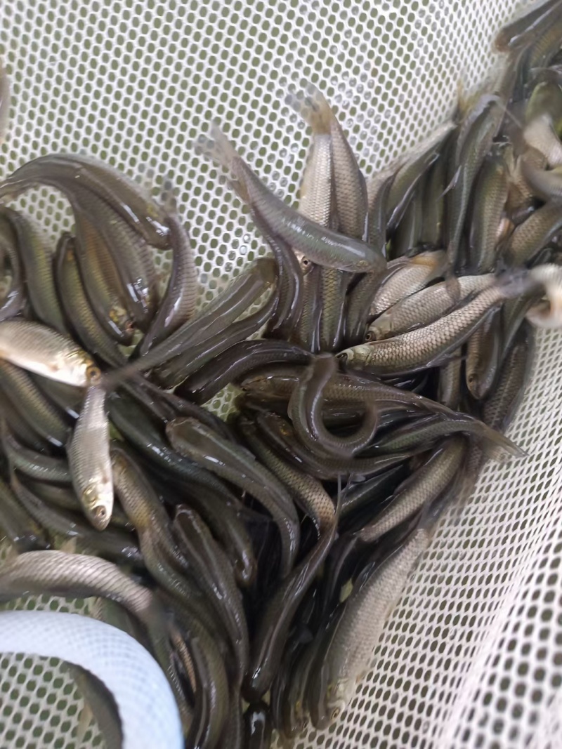 自贡富顺草鱼苗自家鱼塘常年供货包成活距离近可以送货上门