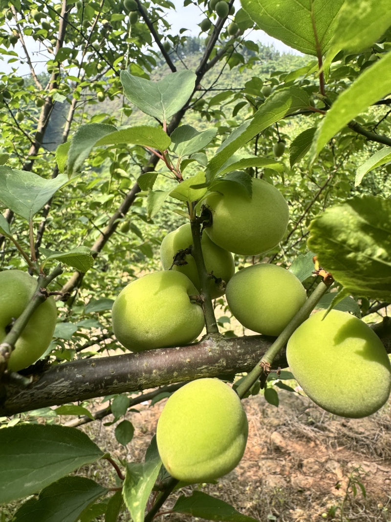 四川精品青梅