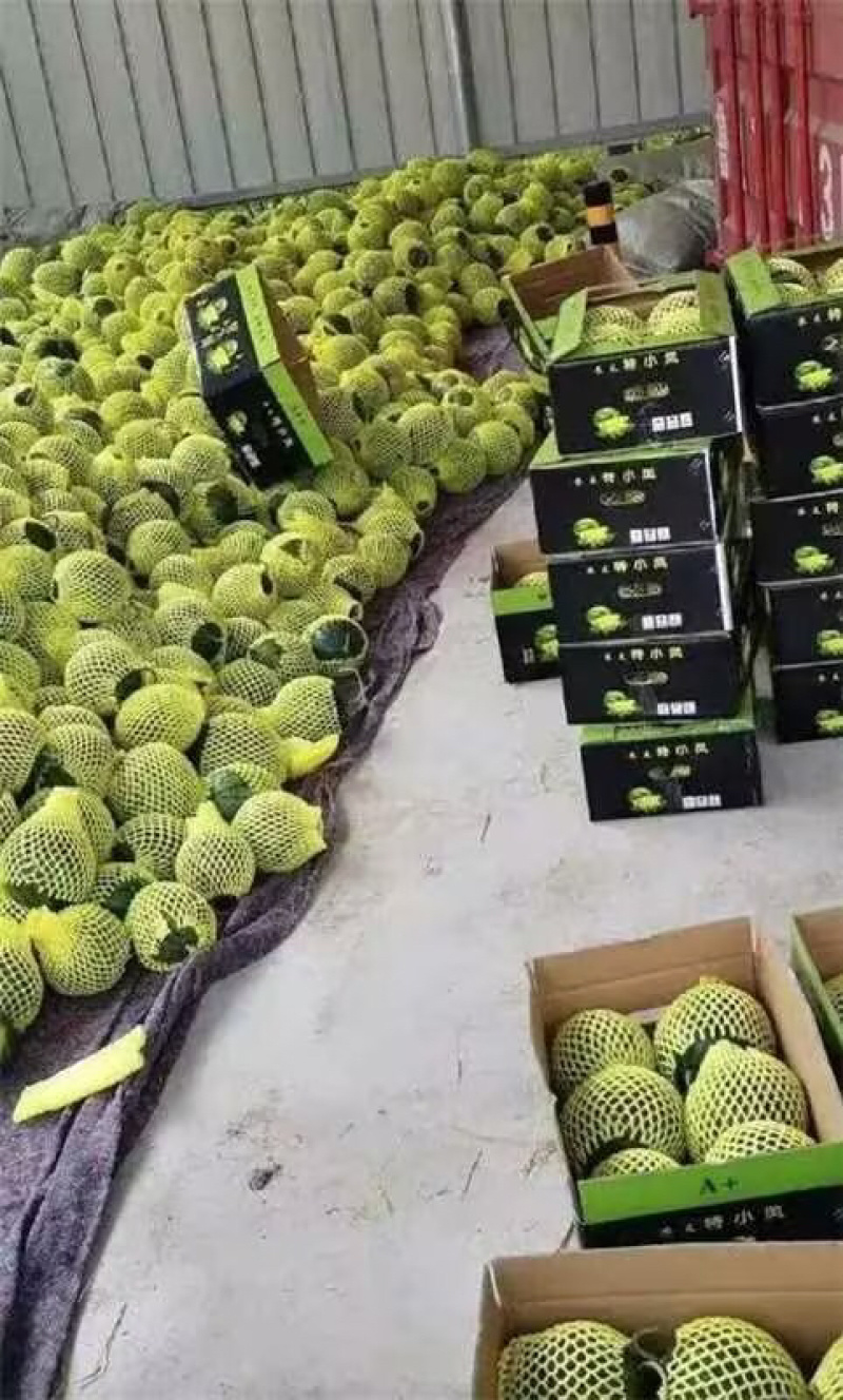 【热】东台精品特小凤西瓜，可视频看货选货，以质论价