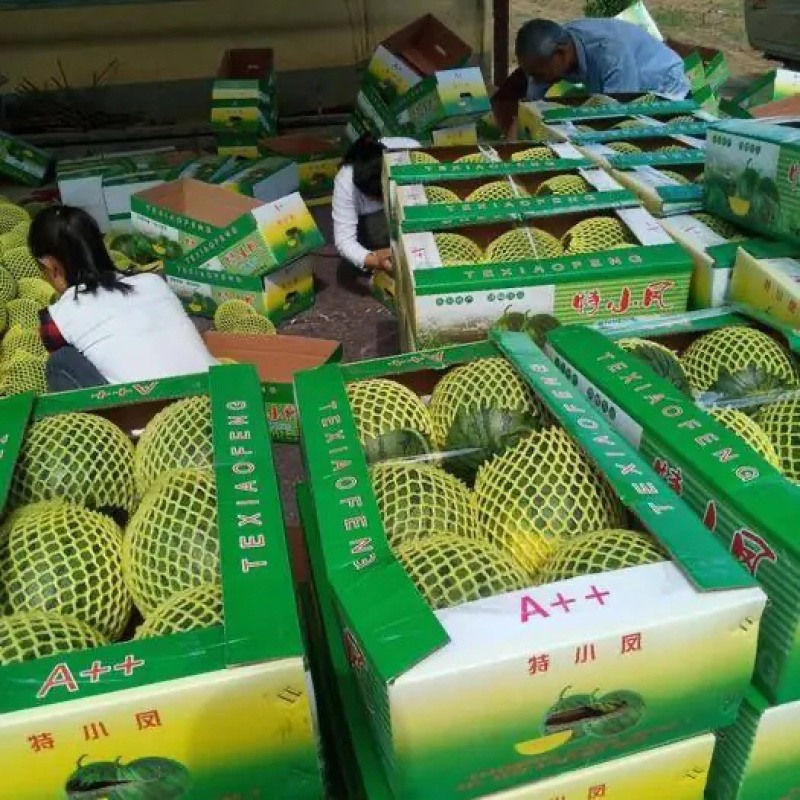 【热】东台精品特小凤西瓜，可视频看货选货，以质论价