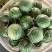 【热】东台精品特小凤西瓜，可视频看货选货，以质论价