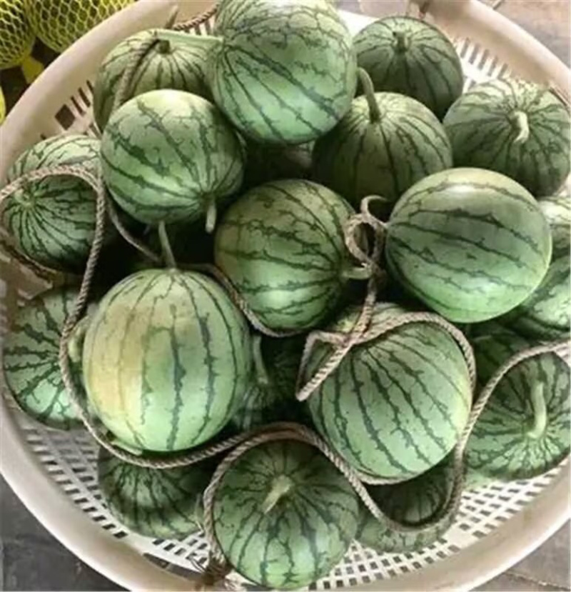 【热】东台精品特小凤西瓜，可视频看货选货，以质论价