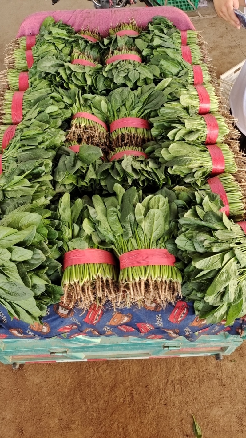 菠菜精品大叶菠菜，产地直发，价格便宜，可视频看货