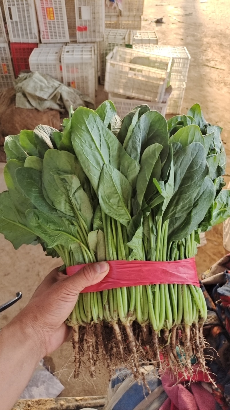 菠菜精品大叶菠菜，产地直发，价格便宜，可视频看货