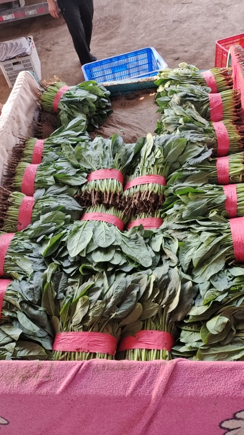 菠菜精品大叶菠菜，产地直发，价格便宜，可视频看货
