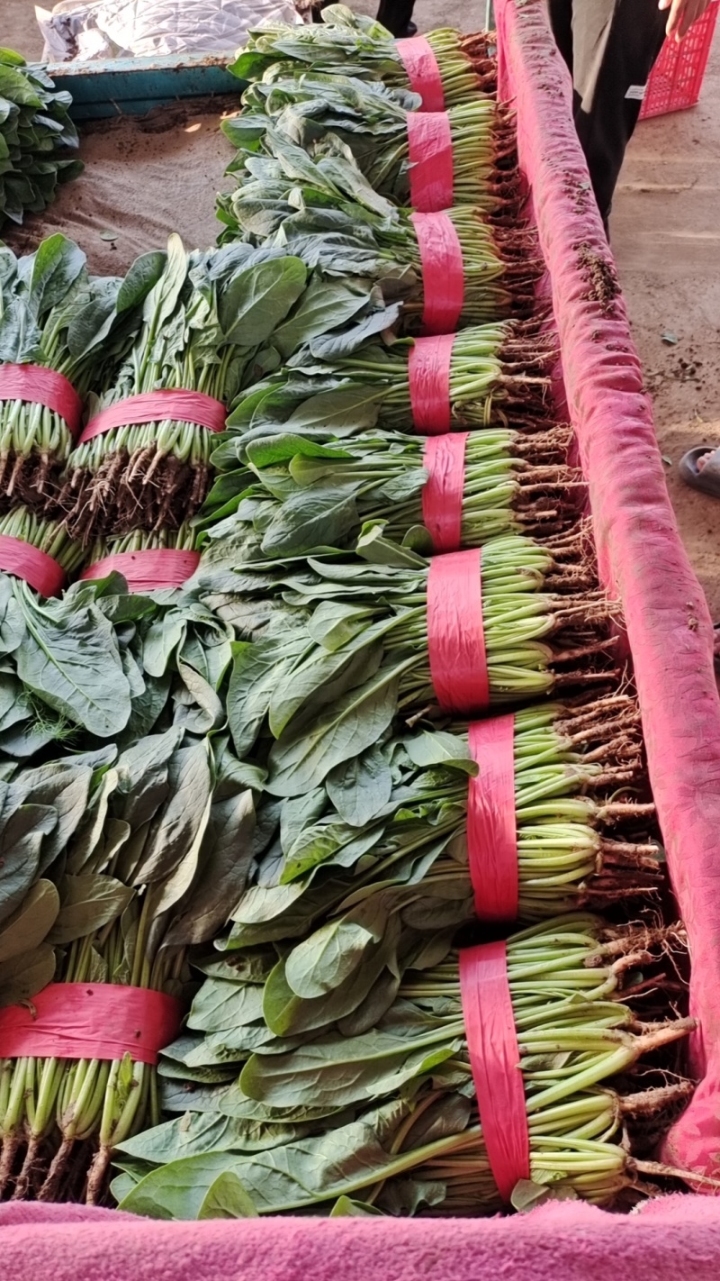 菠菜精品大叶菠菜，产地直发，价格便宜，可视频看货