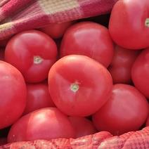精品西红柿大量上市，产地一手货源，价格便宜，可视频看货