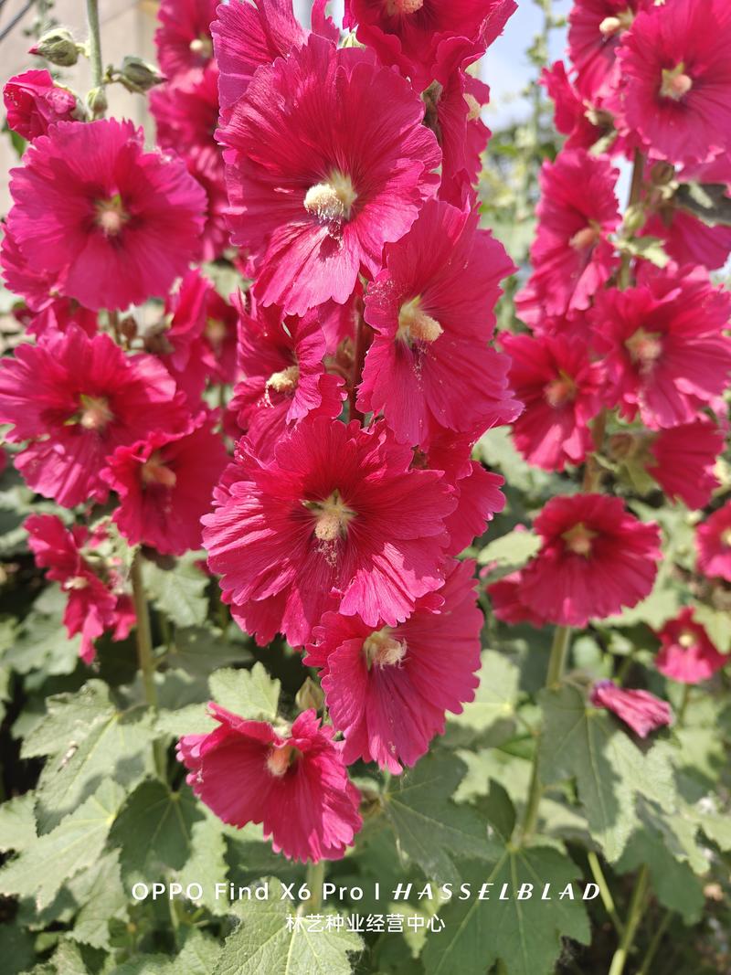 蜀葵种子混色一丈红单瓣重瓣花海庭院多年生四季易活