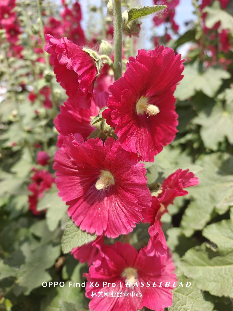 蜀葵种子混色一丈红单瓣重瓣花海庭院多年生四季易活