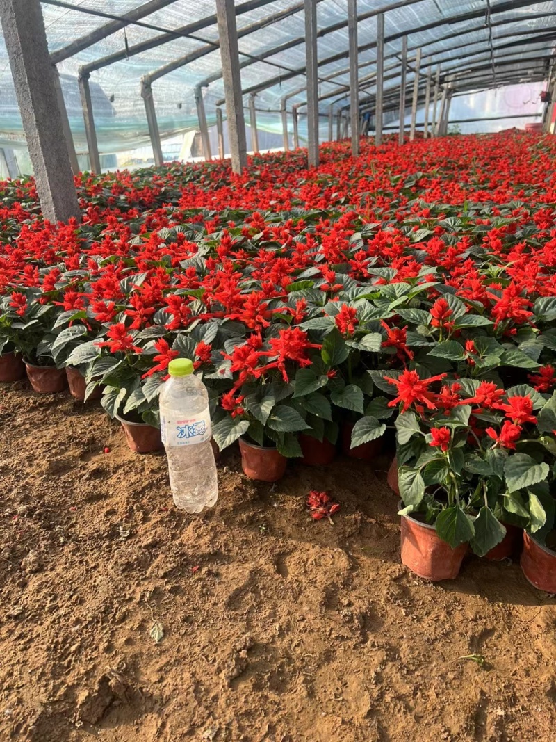 精品一串红，基地直发，质量保证，一手货源，量大从优