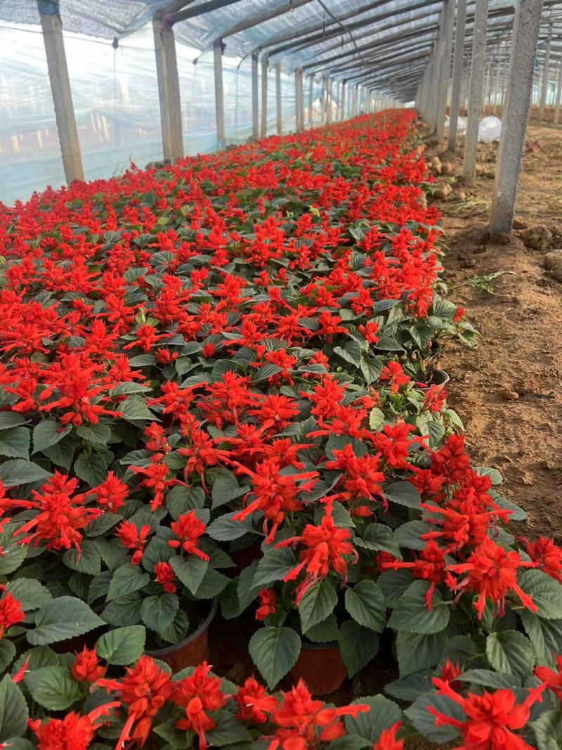 精品一串红，基地直发，质量保证，一手货源，量大从优