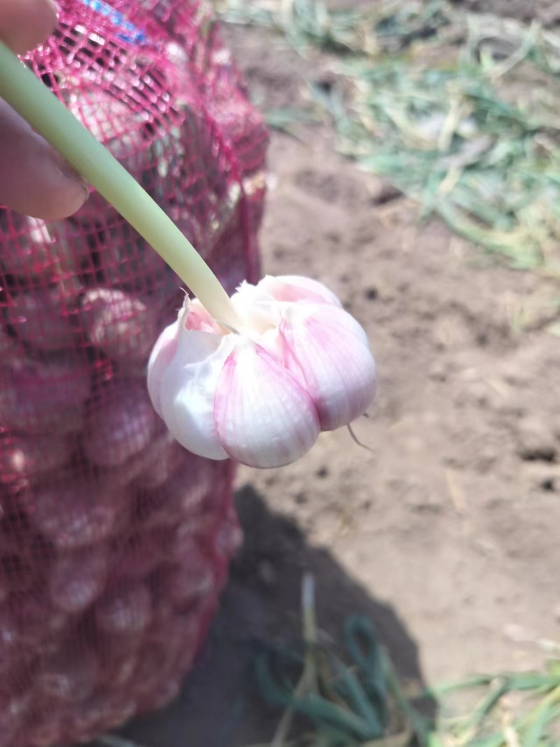 金乡大蒜直销，蒜米料，印尼，大中小混级
