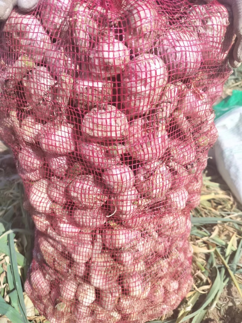 金乡大蒜直销，蒜米料，印尼，大中小混级