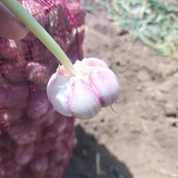 金乡大蒜直销，蒜米料，印尼，大中小混级