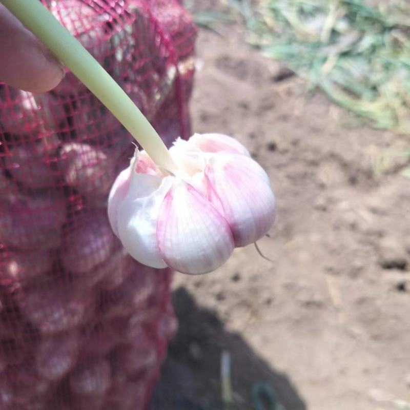金乡大蒜直销，蒜米料，印尼，大中小混级