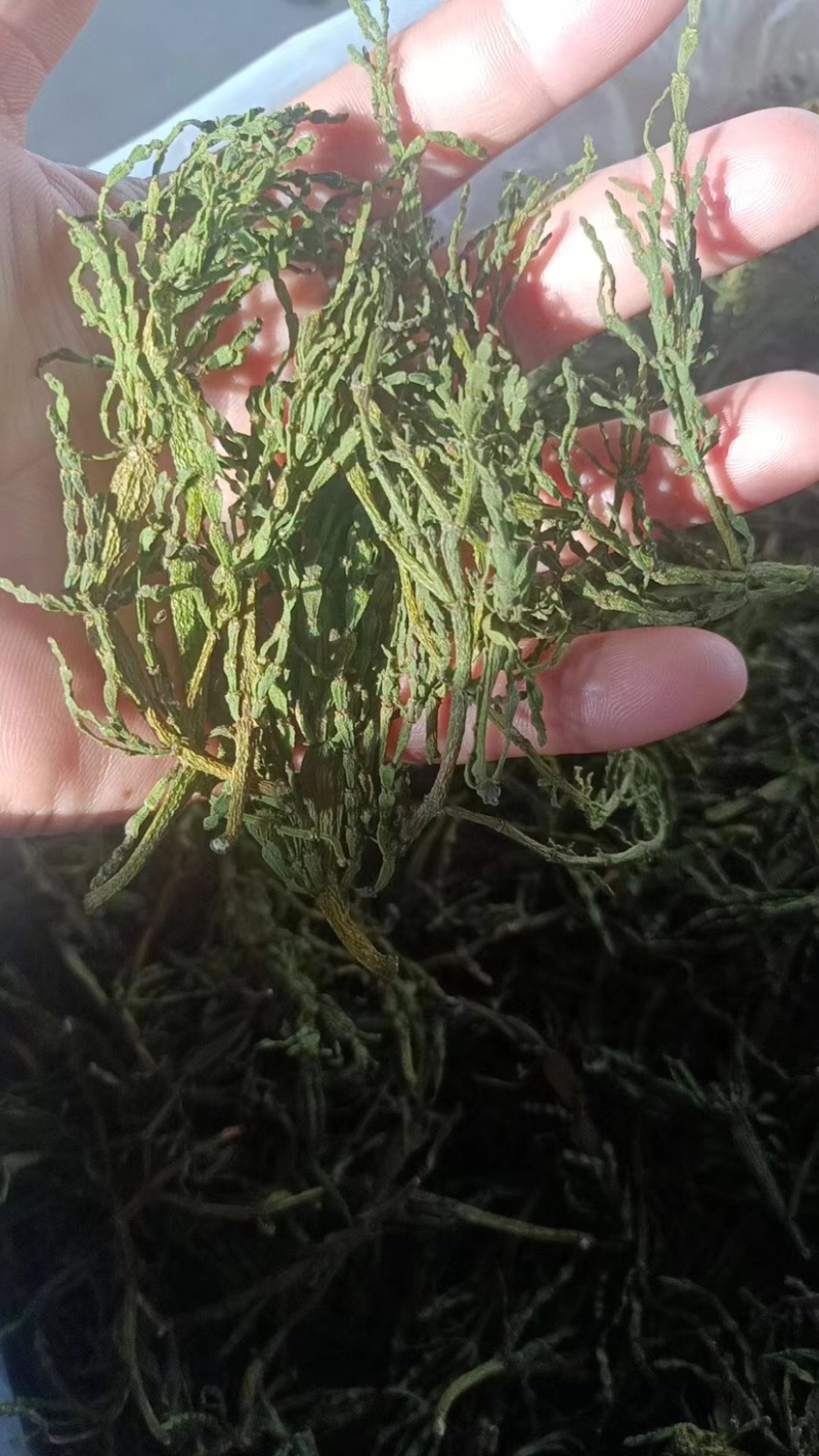 螃蟹脚寄生茶树螃蟹脚颜色绿螃蟹脚