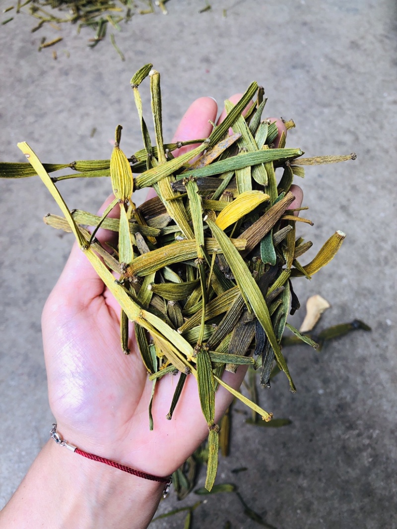 螃蟹脚寄生茶树螃蟹脚颜色绿螃蟹脚