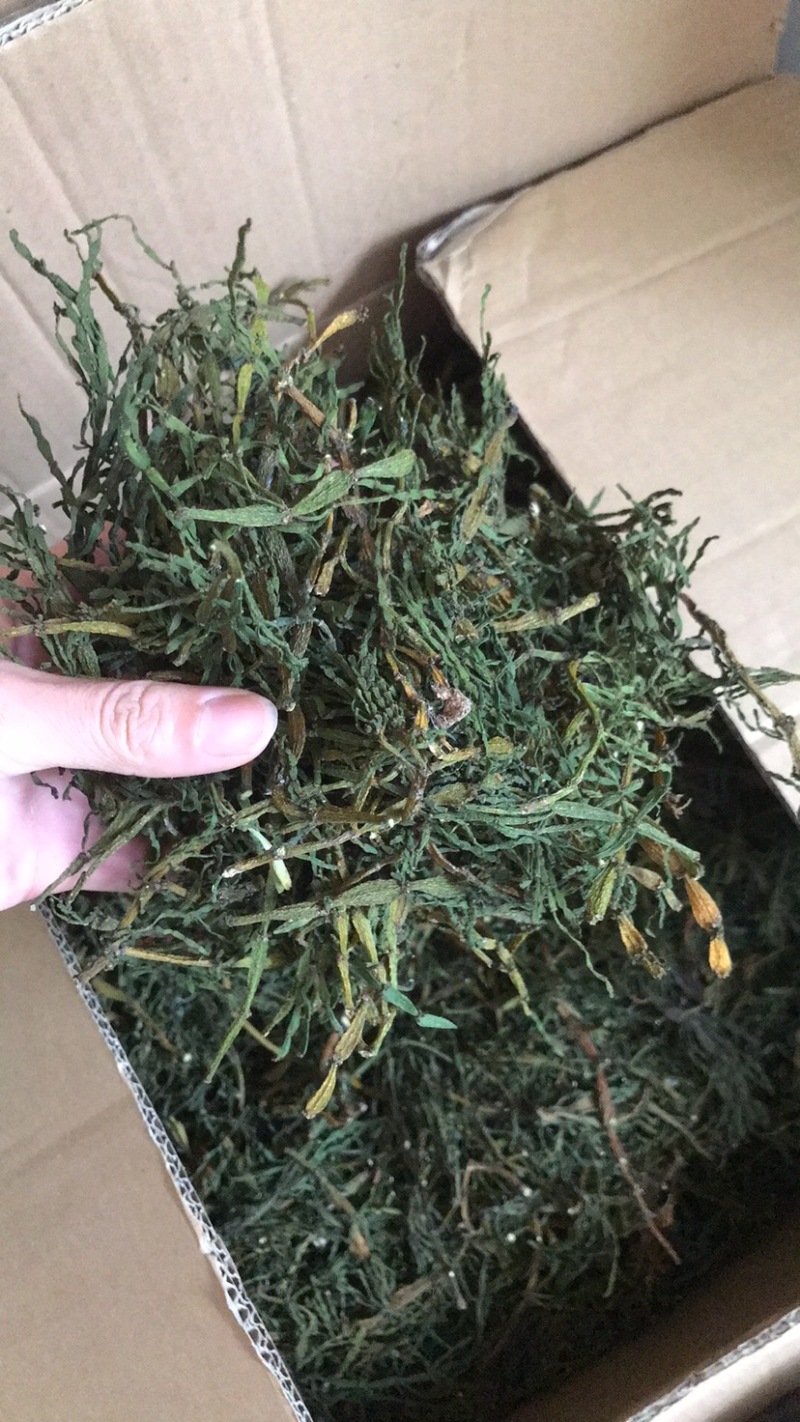 螃蟹脚寄生茶树螃蟹脚颜色绿螃蟹脚