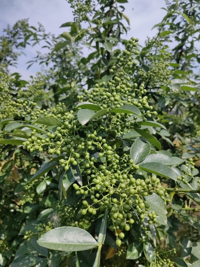 九叶青青花椒鲜椒