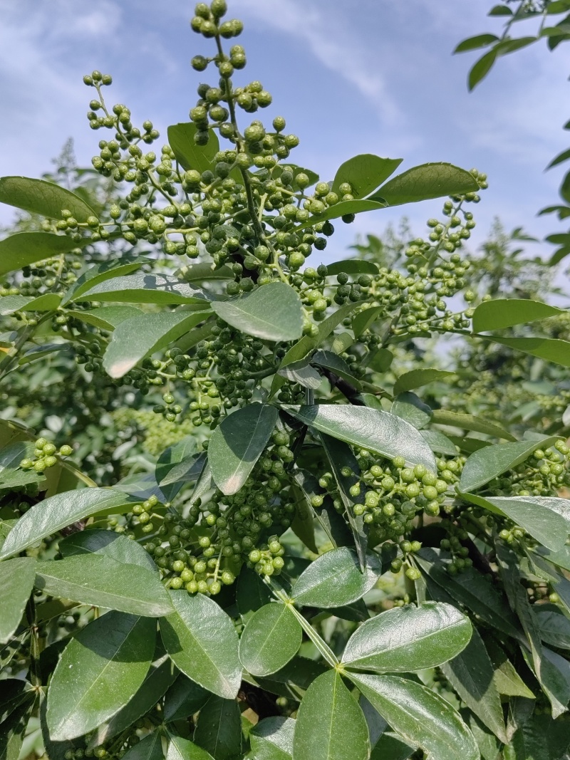 九叶青青花椒鲜椒