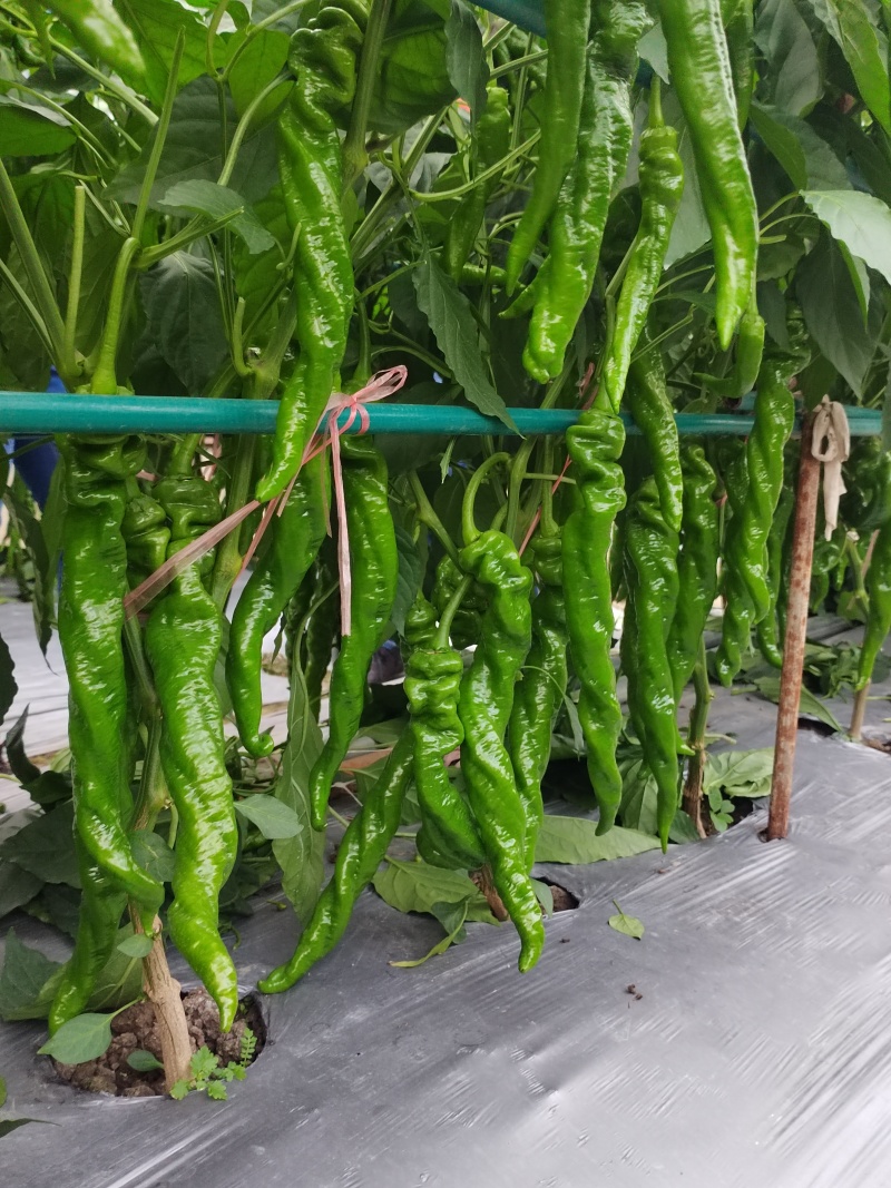 冷棚螺丝椒椒陇椒大面积供应产地直发商品性好