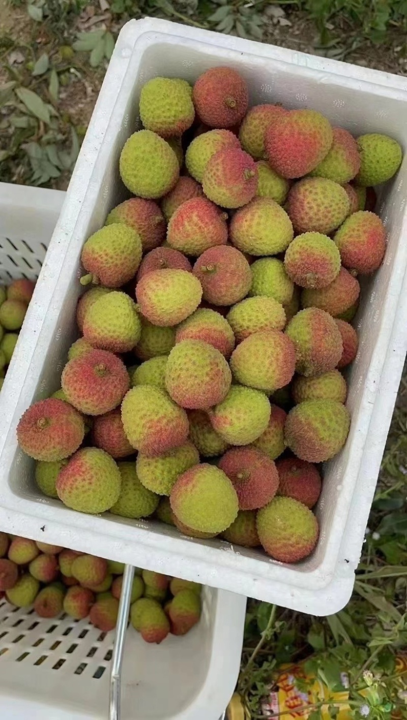 湛江荔枝妃子笑白糖罂价格优惠大量上市