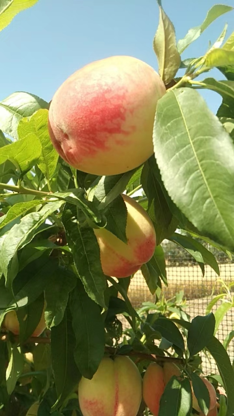 开封杞县水蜜桃