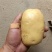 土豆龙丹黄心沃土