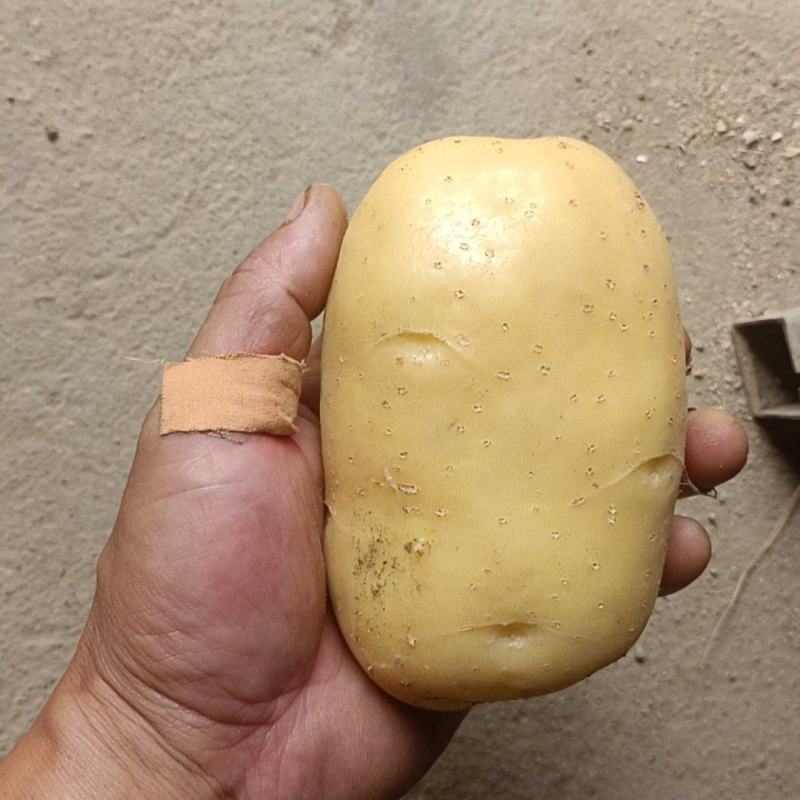 土豆龙丹黄心沃土