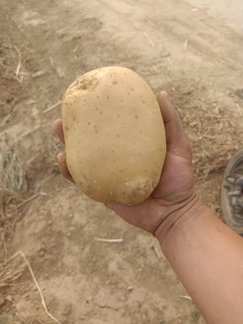 土豆龙丹黄心沃土