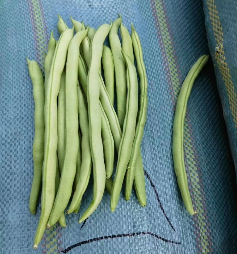 四季豆，江苏家梅四季豆无筋豆品质保证量大从优