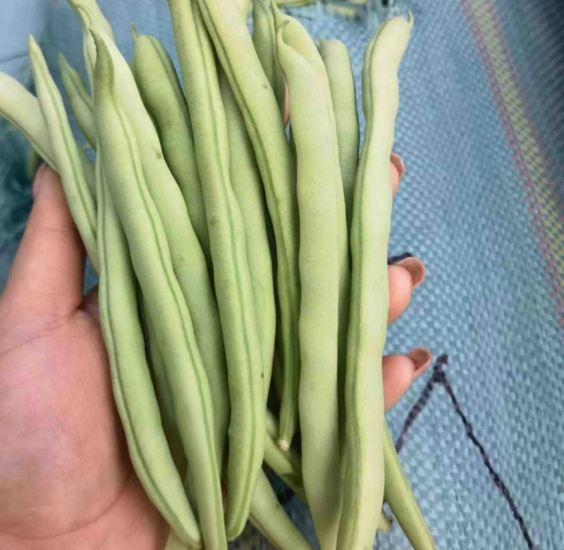 四季豆，江苏家梅四季豆无筋豆品质保证量大从优