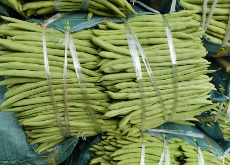 四季豆，江苏家梅四季豆无筋豆品质保证量大从优