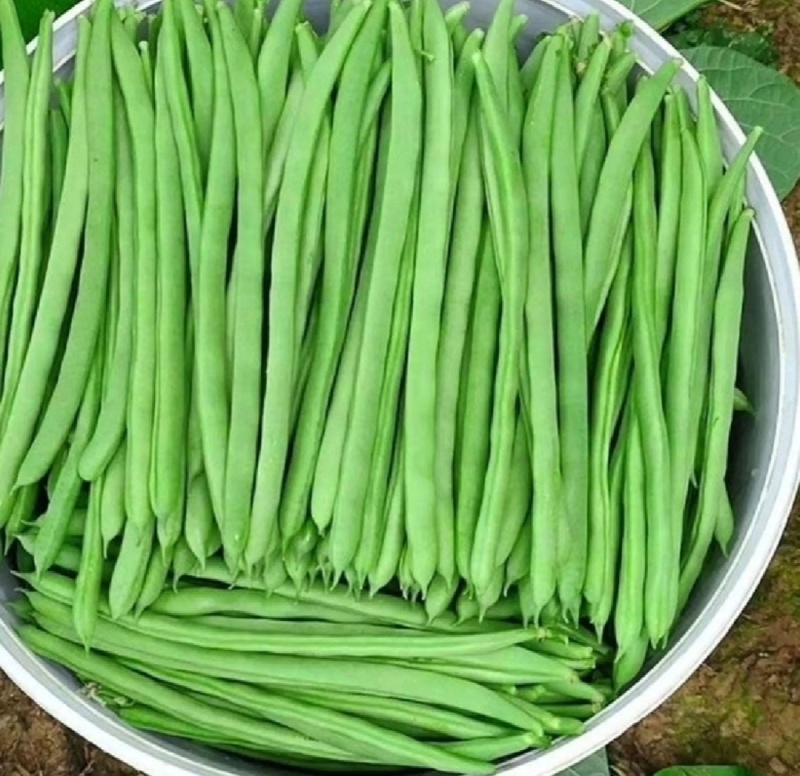 四季豆，江苏家梅四季豆无筋豆品质保证量大从优