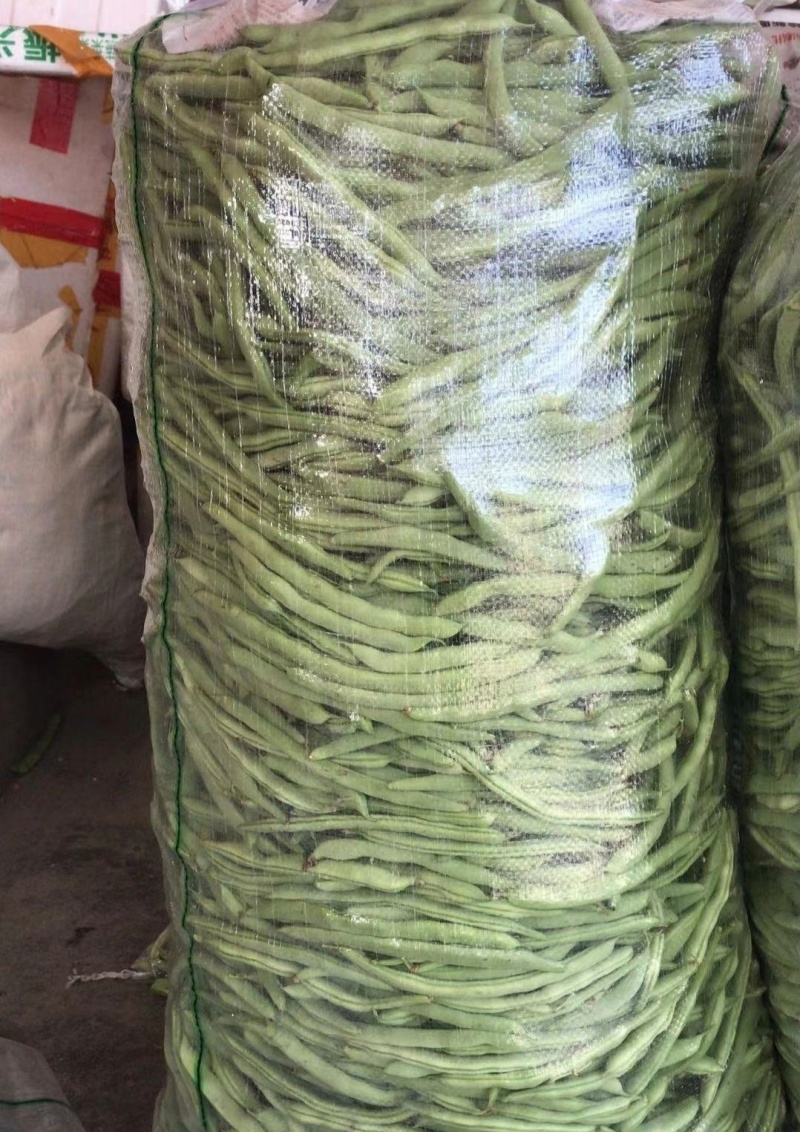 四季豆，江苏家梅四季豆无筋豆品质保证量大从优