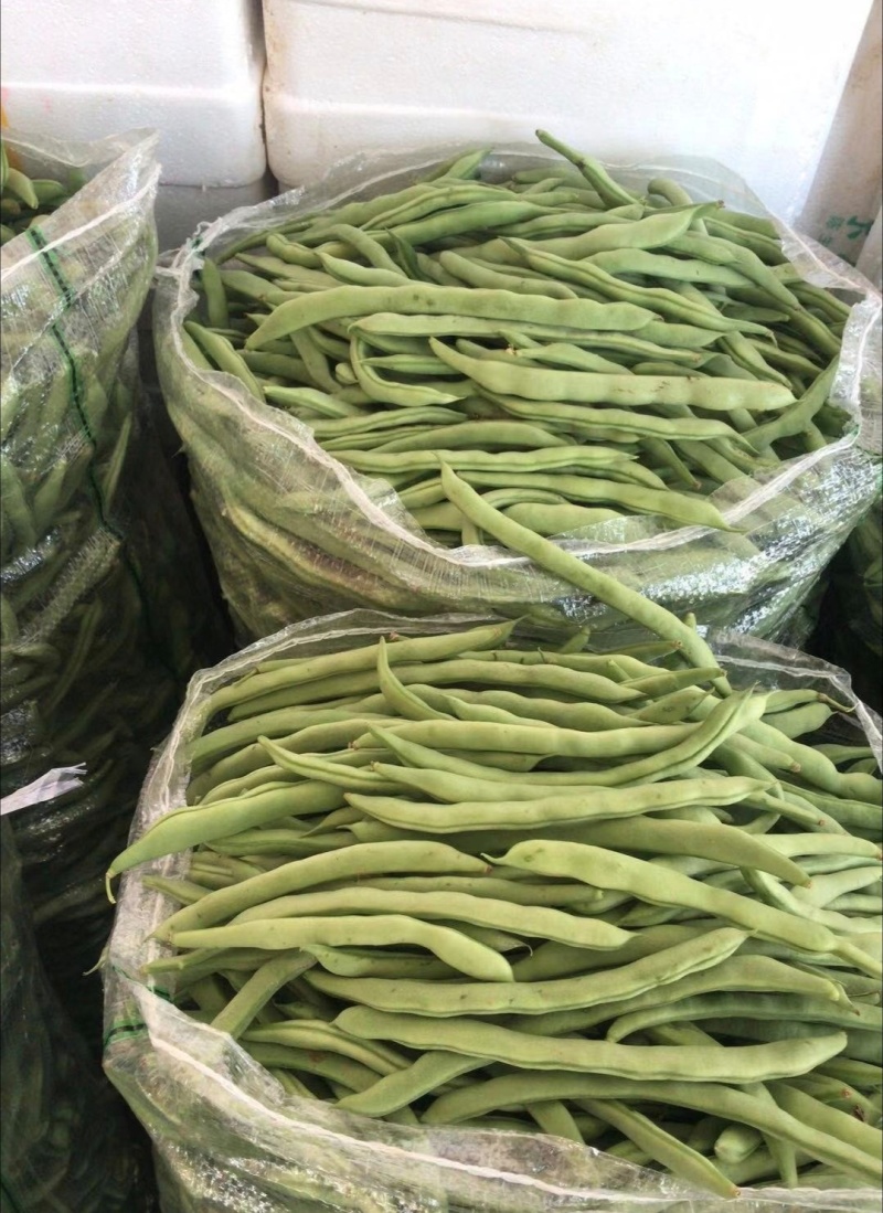 四季豆，江苏家梅四季豆无筋豆品质保证量大从优